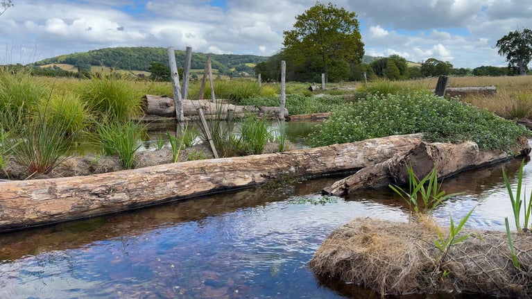 Rangers sowed and planted a variety of plants and wildflowers suitable for wetlands which are now thriving at the Stage 0 site on the Holnicote Estat